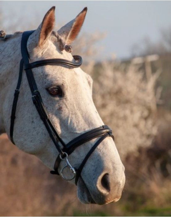 Henry James Comfort Flash Bridle