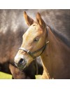 Velociti Gara Leather Foal Slip